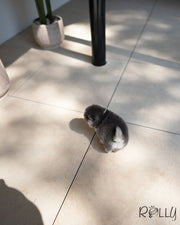 KODA - MALE (PURCHASED by AVA)