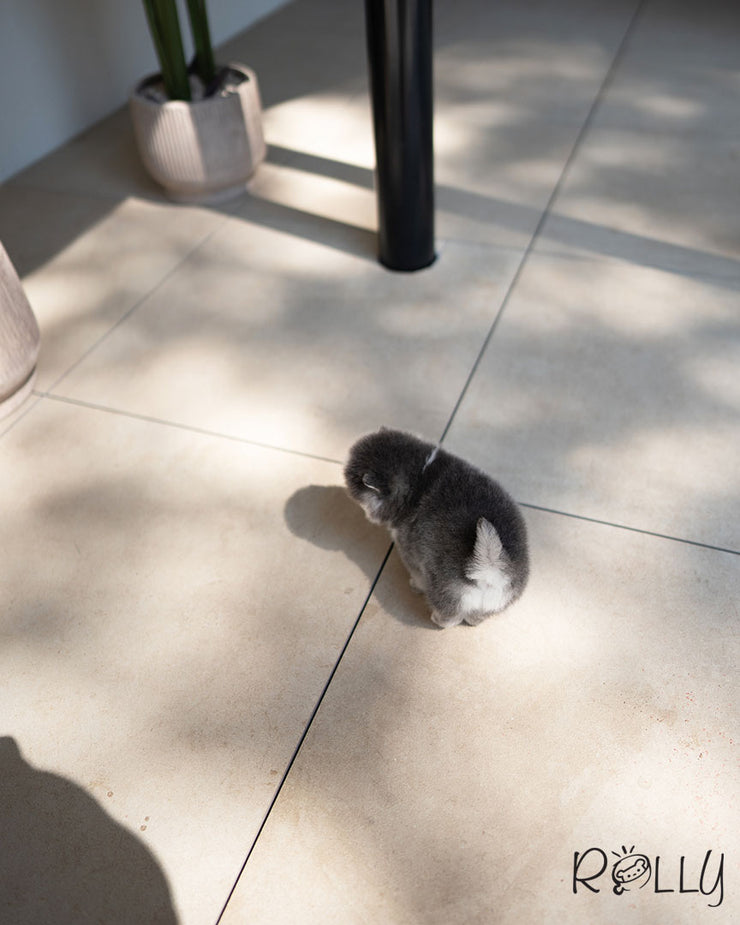 KODA - MALE (PURCHASED by AVA)