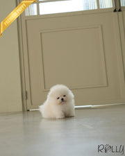 KODA - MALE (PURCHASED by MOAS)