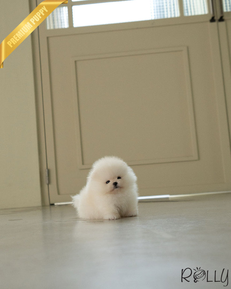 KODA - MALE (PURCHASED by MOAS)