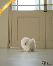 KODA - MALE (PURCHASED by MOAS)
