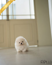 KODA - MALE (PURCHASED by MOAS)