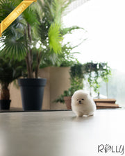 KODA - MALE (PURCHASED by MOAS)