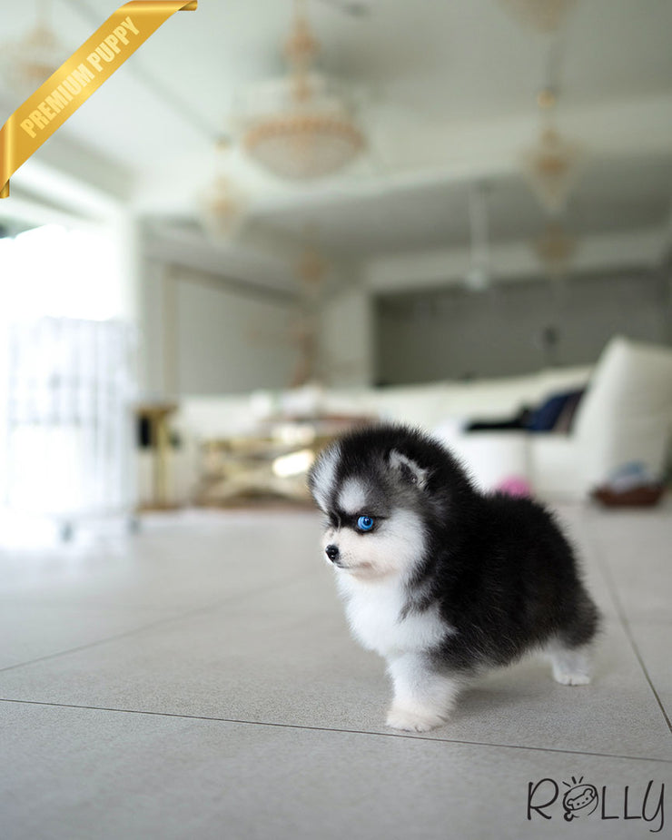 LUNA - FEMALE (PURCHASED by LANGE)