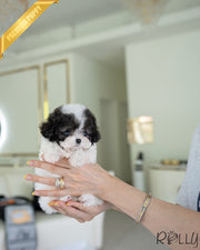 MARCO - MALE (PURCHASED by BKK)