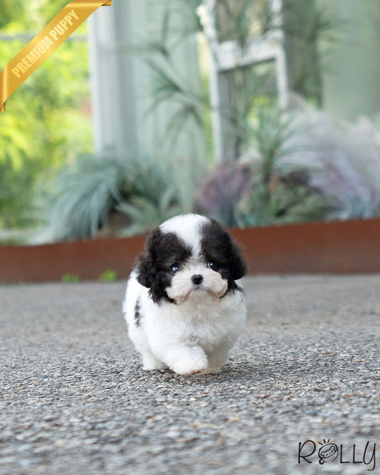 MARCO - MALE (PURCHASED by BKK)