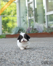 MARCO - MALE (PURCHASED by BKK)