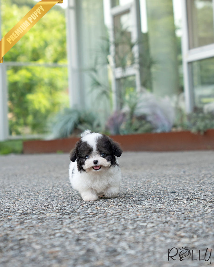 MARCO - MALE (PURCHASED by BKK)