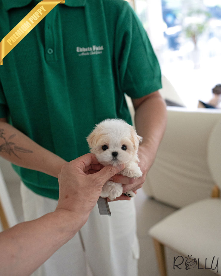 MICKEY - MALE (PURCHASED by MOAS)