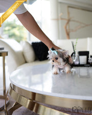 PEANUT - MALE (PURCHASED by CHEA)