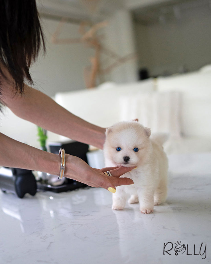 POLAR - MALE (PURCHASED by POLYAKOVA)
