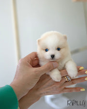 POLAR - MALE (PURCHASED by POLYAKOVA)