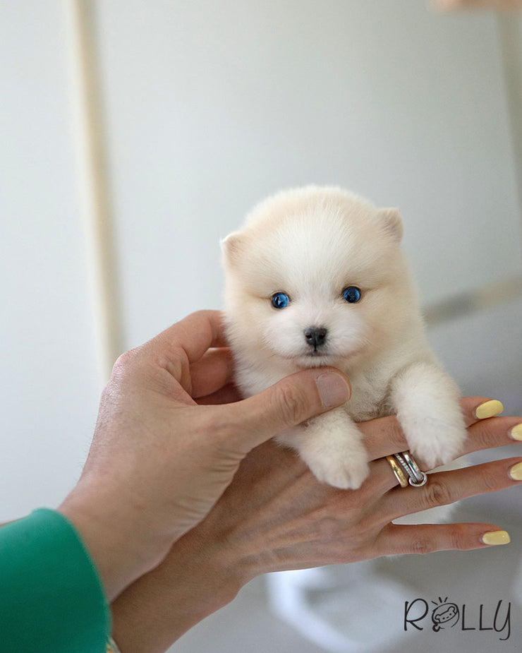 POLAR - MALE (PURCHASED by POLYAKOVA)