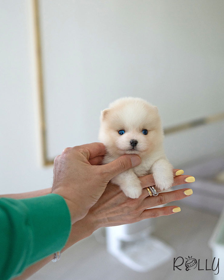 POLAR - MALE (PURCHASED by POLYAKOVA)