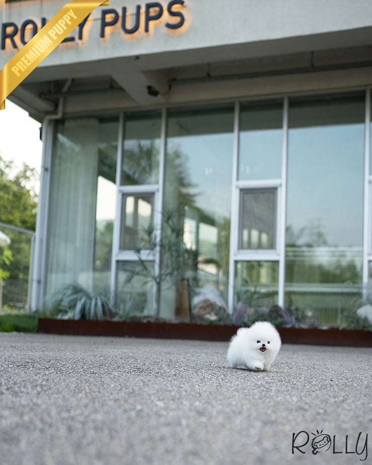 SNOWBALL - FEMALE (PURCHASED by TEMPLER)