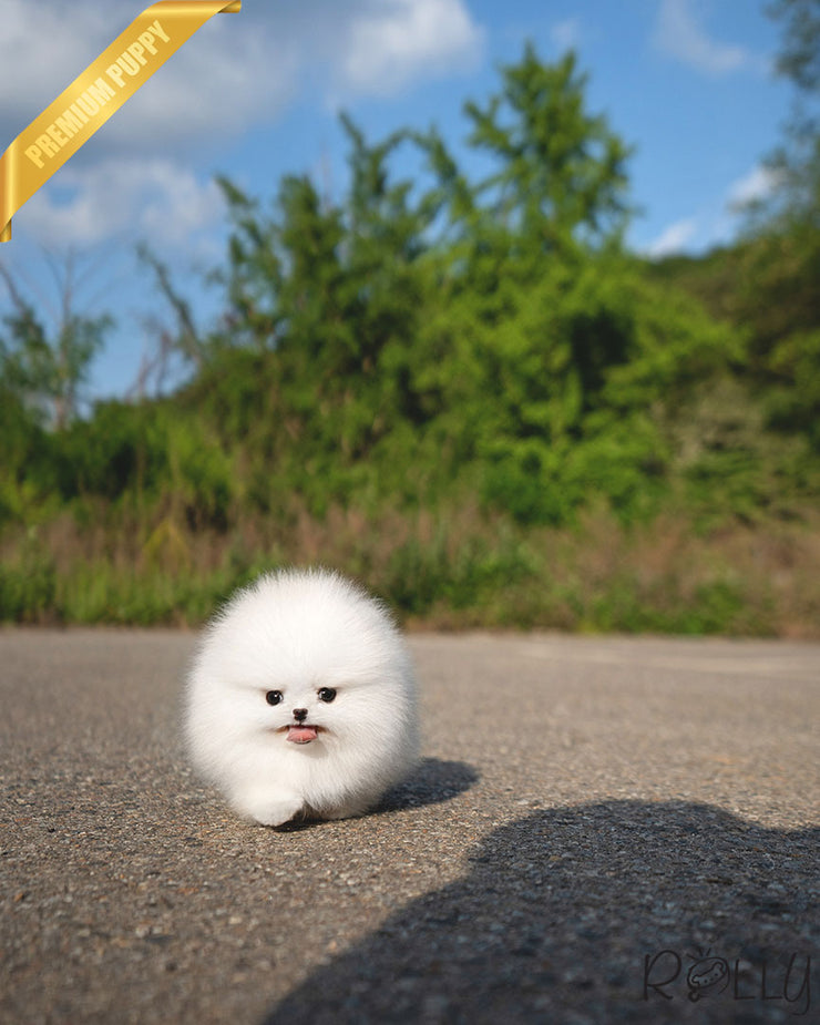 SNOWDROP - MALE (PURCHASED by CALANDRA)