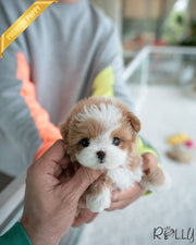 STARR - MALE (PURCHASED by JULES)