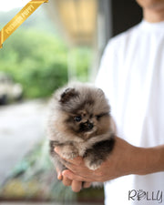 THEO - MALE (PURCHASED by TRUMBACH)