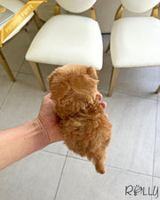 VANILLA - FEMALE (PURCHASED by LANDEROS)