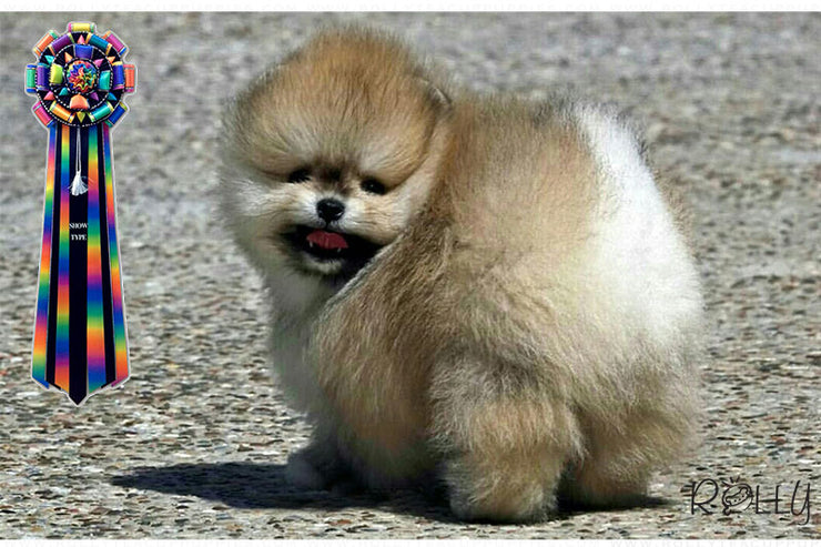 Rolly Teacup Puppies (Purchased by a VIP) Apple - Pomeranian. M.