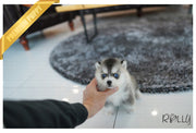 Rolly Teacup Puppies (Purchased by Silva) Igloo - Pomsky. M.