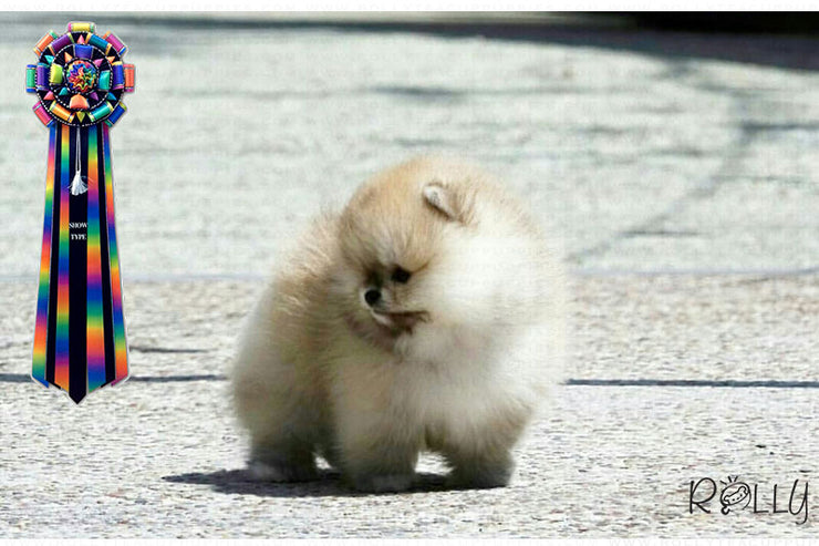 Rolly Teacup Puppies (Purchased by a VIP) Apple - Pomeranian. M.