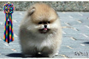 Rolly Teacup Puppies (Purchased by a VIP) Apple - Pomeranian. M.
