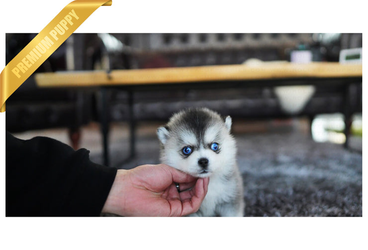 Rolly Teacup Puppies (Purchased by Silva) Igloo - Pomsky. M.