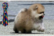 Rolly Teacup Puppies (Purchased by a VIP) Apple - Pomeranian. M.