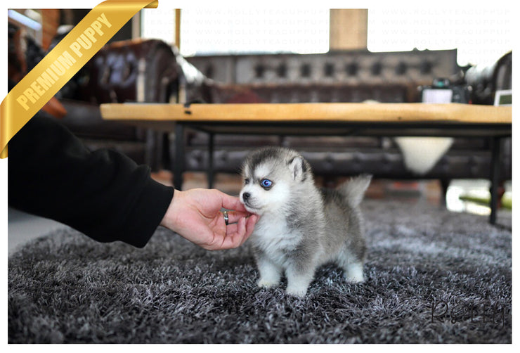 Rolly Teacup Puppies (Purchased by Silva) Igloo - Pomsky. M.