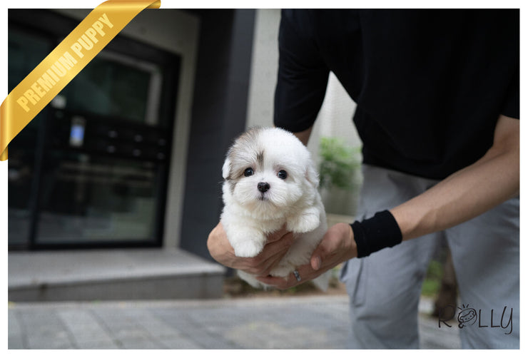 Rolly Teacup Puppies (PURCHASED by Lovewell) ROXY - Coton de Tulear. F.