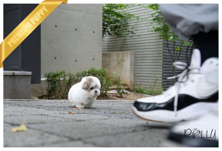 Rolly Teacup Puppies (PURCHASED by Lovewell) ROXY - Coton de Tulear. F.