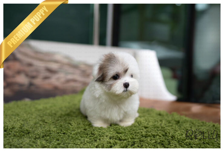 Rolly Teacup Puppies (PURCHASED by Lovewell) ROXY - Coton de Tulear. F.