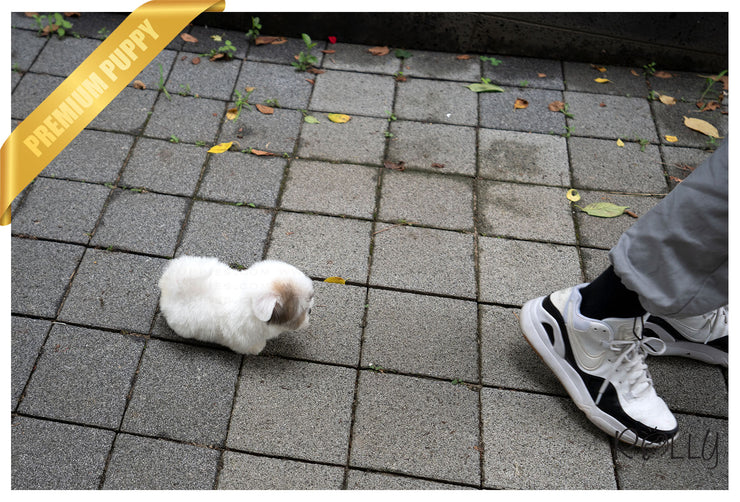 Rolly Teacup Puppies (PURCHASED by Lovewell) ROXY - Coton de Tulear. F.