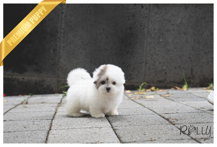 Rolly Teacup Puppies (PURCHASED by Lovewell) ROXY - Coton de Tulear. F.