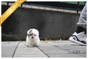 Rolly Teacup Puppies (PURCHASED by Lovewell) ROXY - Coton de Tulear. F.