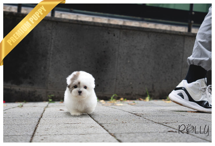 Rolly Teacup Puppies (PURCHASED by Lovewell) ROXY - Coton de Tulear. F.