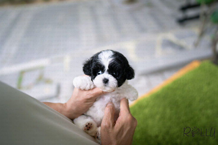 Rolly Teacup Puppies (PURCHASED by Chu) Oreo - Poodle. F.
