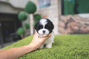 Rolly Teacup Puppies (PURCHASED by Chu) Oreo - Poodle. F.