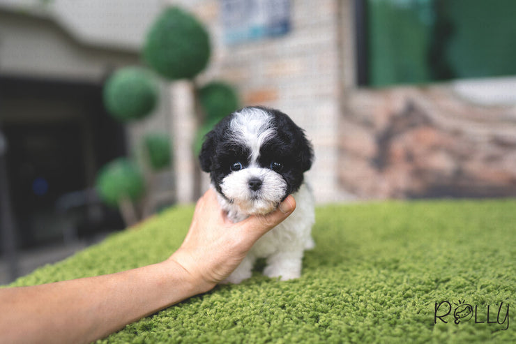 Rolly Teacup Puppies (PURCHASED by Chu) Oreo - Poodle. F.