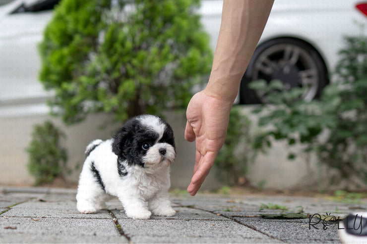 Rolly Teacup Puppies (PURCHASED by Chu) Oreo - Poodle. F.