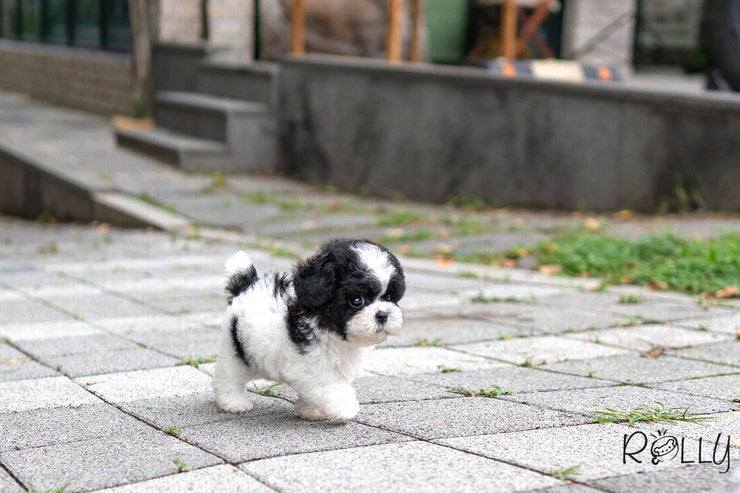 Rolly Teacup Puppies (PURCHASED by Chu) Oreo - Poodle. F.