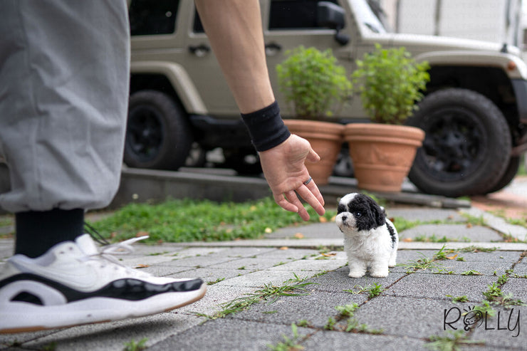 Rolly Teacup Puppies (PURCHASED by Chu) Oreo - Poodle. F.