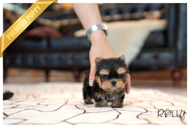Rolly Teacup Puppies (Purchased by ALEMAN) WILLIAM - Yorkie. M.