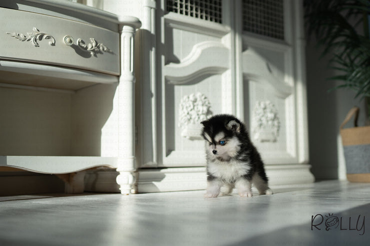 Rolly Teacup Puppies FLYNN - MALE (PURCHASED by LUE).