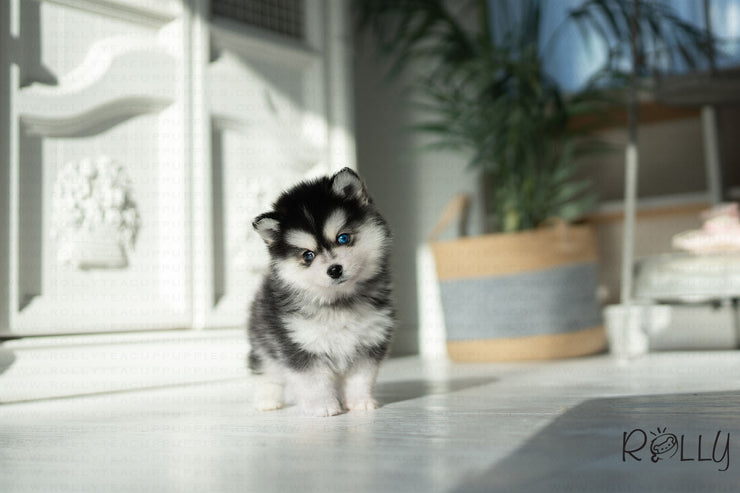 Rolly Teacup Puppies FLYNN - MALE (PURCHASED by LUE).