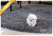 Rolly Teacup Puppies (Sold to Fernandez) Kenya - Bichon. F.