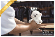 Rolly Teacup Puppies (Sold to Fernandez) Kenya - Bichon. F.