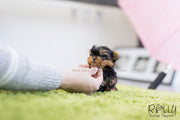 Rolly Teacup Puppies (SOLD To D'Addario) Momo - Yorkshire Terrier. M.