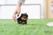 Rolly Teacup Puppies (SOLD To D'Addario) Momo - Yorkshire Terrier. M.